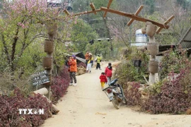 Nhiều đoàn leo núi dừng lại để chụp ảnh hoa đào nở bung tại bản du lịch cộng đồng Sin Suối Hồ (Lai Châu). (Ảnh: Nguyễn Oanh/TTXVN)