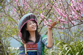 Du khách lưu lại khoảnh khắc cùng hoa đào tại bản Sin Suối Hồ, Lai Châu. (Ảnh: Nguyễn Oanh/TTXVN)