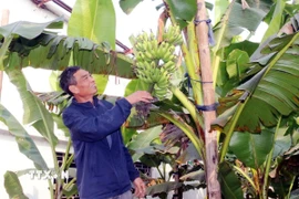 Ông Trần Văn Lại, thôn 5 Hòa Hậu, xã Nam Lý, kiểm tra chất lượng chuối ngự. (Ảnh: Nguyễn Chinh/TTXVN)