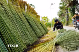 Người dân phơi cỏ bàng làm nguyên liệu đan đát sản phẩm thủ công mỹ nghệ. (Ảnh: Văn Sĩ/TTXVN)