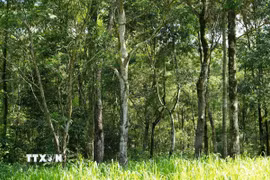 Rừng phòng hộ cảnh quan môi trường Biên Hòa có nhiều cây gỗ lớn và gỗ quý như lim, sến, sao và thảm thực vật đa tầng. (Ảnh: Sỹ Tuyên/TTXVN)