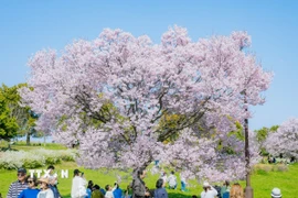 Một cây anh đào giống Angyo nở rộ tại Tokyo. (Ảnh: Xuân Giao/TTXVN)