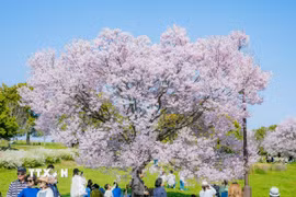 Một cây anh đào giống Angyo nở rộ tại Tokyo. (Ảnh: Xuân Giao/TTXVN)