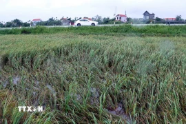 Một số diện tích lúa của xã Vạn Xuân, tỉnh Hưng Yên, bị gãy đổ do gió lớn. (Ảnh: Đinh Văn Nhiều/TTXVN)