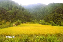 Những diện tích lúa trên những thửa ruộng bậc thang của đồng bào Thái bản Xốp Kho (xã Nga My, tỉnh Nghệ An) vào độ chín rộ đã điểm sắc vàng giữa đại ngàn Pù Huống. (Ảnh: Xuân Tiến/TTXVN)