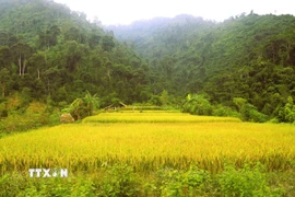 Những diện tích lúa trên những thửa ruộng bậc thang của đồng bào Thái bản Xốp Kho (xã Nga My, tỉnh Nghệ An) vào độ chín rộ đã điểm sắc vàng giữa đại ngàn Pù Huống. (Ảnh: Xuân Tiến/TTXVN)