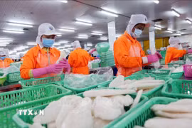 Chế biến thủy sản xuất khẩu. (Ảnh: Danh Lam/TTXVN)
