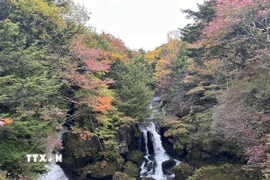 Thác Ryuzu, cái tên bắt nguồn từ hình dáng của dòng nước tách đôi chảy xiết, tựa như đôi sừng của một con rồng đang vươn mình giữa núi rừng. (Ảnh: Nguyễn Tuyến/TTXVN)