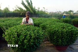 Người dân làng hoa Bình Lâm chăm sóc hoa cung ứng cho thị trường Tết Nguyên đán Bính Ngọ 2026. (Ảnh: Trịnh Bang Nhiệm/TTXVN)