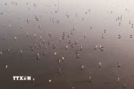 Hạt kiểm lâm Khu vực 9 nhận định đàn chim kiếm ăn ở đầm La Băng là cò nhạn không phải Sếu cổ đen quý hiếm. (Ảnh: Phạm Cường/TTXVN)