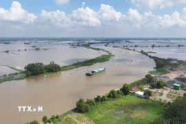 Nước sông Vàm Cỏ Đông (đoạn chảy qua địa phận xã Thạnh Đức, tỉnh Tây Ninh) dâng cao, gây ngập nhiều diện tích đất nông nghiệp của người dân. (Ảnh: Thanh Tân/TTXVN)