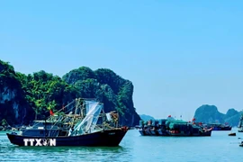 Các tàu thuyền đã vào khu vực tránh trú bão. (Ảnh: TTXVN phát)