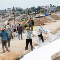 Bảo vệ đê kè Ninh Phú xã Đa Lộc, huyện Hậu Lộc, Thanh Hóa trước giờ cơn bão số 1. (Ảnh: Trọng Đạt/TTXVN)