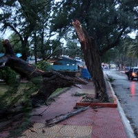 Cây lớn bị gió quật đổ bên bờ biển Đồ Sơn, Hải Phòng. (Ảnh: TTXVN)