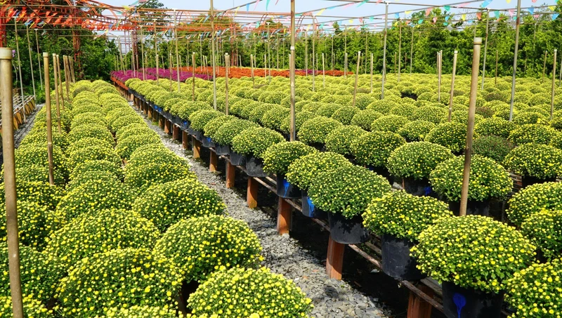 Growing flowers on a trellis - A characteristic of Sa Dec Flower Village