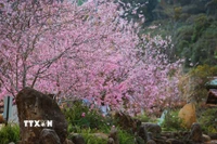 Mai anh đào nở rộ tại khu du lịch hồ Đam Bri, xã Măng Đen. (Ảnh: Dư Toán/TTXVN)