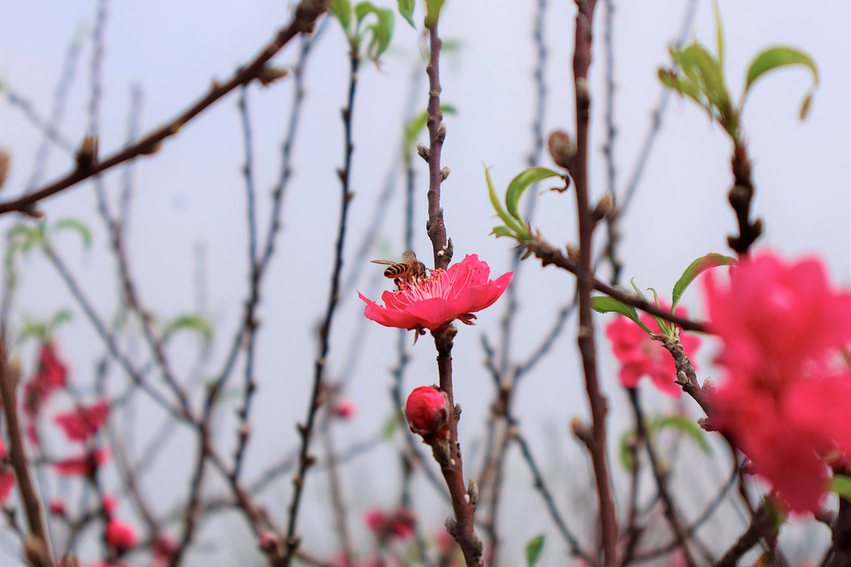 "Đào được trồng tại đây khác với đào Nhật Tân, mang các đặc tính riêng như: Cành dày cứng, nhiều nụ, hoa đào sắc thắm, lâu phai...," ông Hợi chia sẻ. (Ảnh: Nhật Minh/Vietnam+)