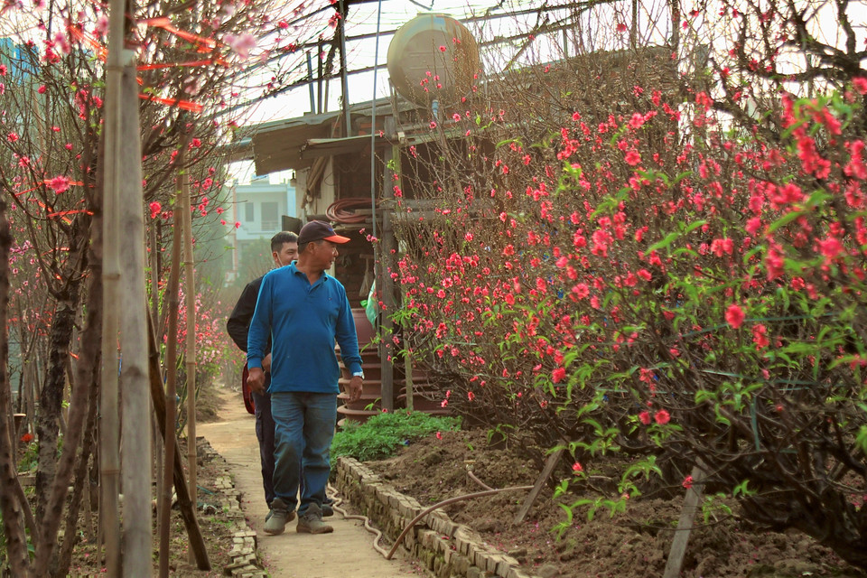 Người dân cũng như thương lái nhộn nhịp tìm về các vườn đào để chọn cây, đặt hàng sớm. (Ảnh: Nhật Minh/Vietnam+)