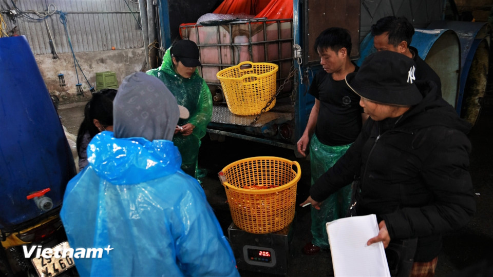 Mỗi ngày chợ cá này cung cấp gần chục tấn cá chép đỏ cho thị trường Hà Nội. Các tiểu thương cho biết cá chép chủ yếu được nhập từ các tỉnh như Phú Thọ, Ninh Bình, Hải Phòng...(Ảnh: Minh Hiếu/Vietnam+)