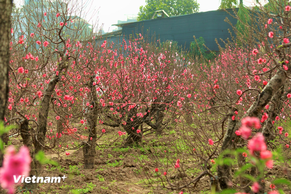 Giữa nhịp sống đô thị hối hả, sắc đào hồng nơi đây như mang mùa xuân đến sớm, góp phần lưu giữ nét đẹp truyền thống mỗi độ xuân về. (Ảnh: Nhật Minh/Vietnam+)