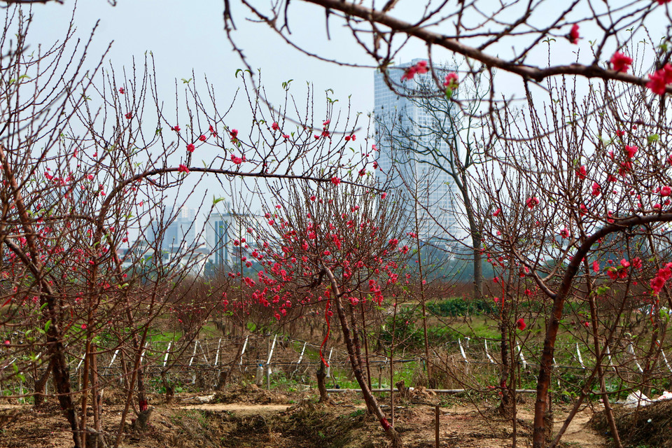 Những gốc đào tại các làng đào trên địa bàn thành phố Hà Nội như làng đào Dương Nội (phường Dương Nội), làng đào Nhật Tân (phường Hồng Hà) đã bung nở. Hoa nở đều, sắc thắm, tạo nên khung cảnh xuân sớm trong vườn. (Ảnh: Nhật Minh/Vietnam+)
