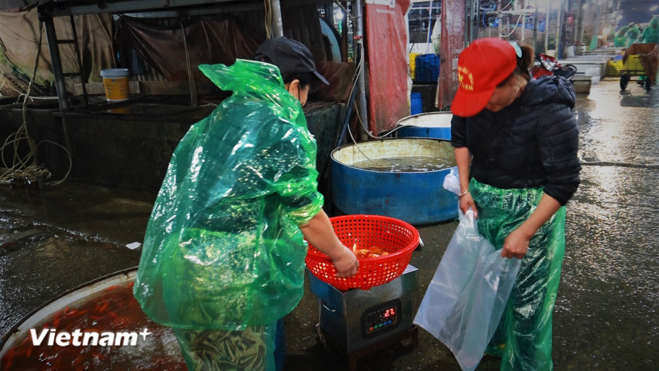 Các tiểu thương chợ ở nội đô đến chợ đầu mối cẩn thận chọn từng cân cá để mang về phố bán phục vụ người dân. (Ảnh: Minh Hiếu/Vietnam+)