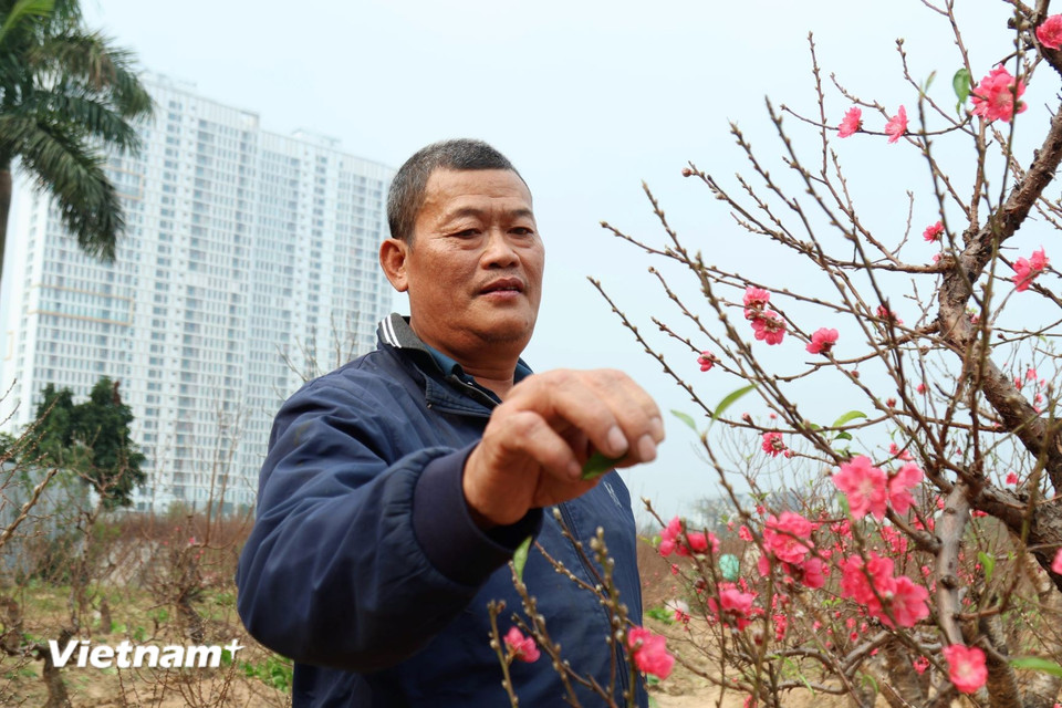 Ông Đình Hợi, chủ một nhà vườn đào tại Dương Nội cho hay năm nay chất lượng đào khá tốt do thời tiết cuối năm ủng hộ mùa màng. (Ảnh: Nhật Minh/Vietnam+)
