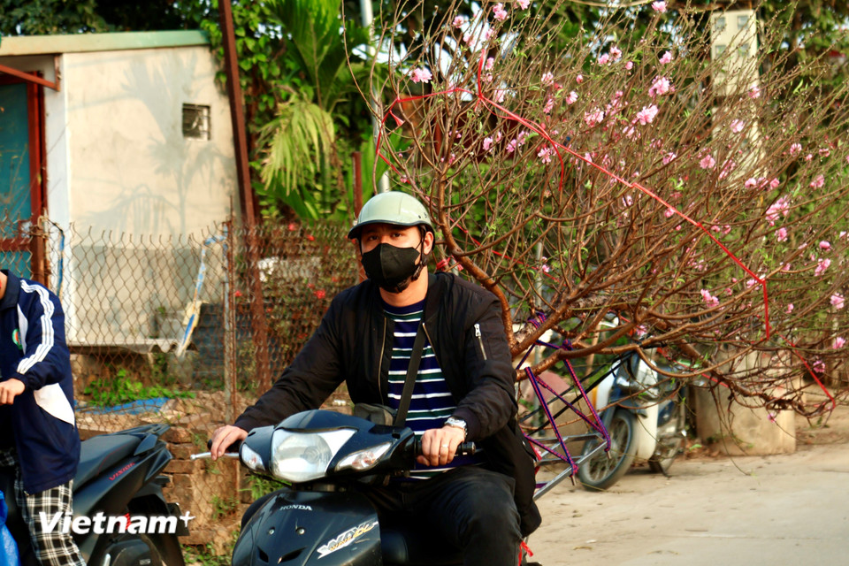 Với không ít người, việc tự tay chọn một gốc đào ưng ý từ vườn đã trở thành thói quen không thể thiếu mỗi dịp cuối năm. Không chỉ đơn thuần là nơi mua bán cây cảnh, Nhật Tân còn trở thành điểm hẹn quen thuộc để người dân Thủ đô cảm nhận rõ ràng không khí Tết đang đến rất gần. (Ảnh: Nhật Minh/Vietnam+)