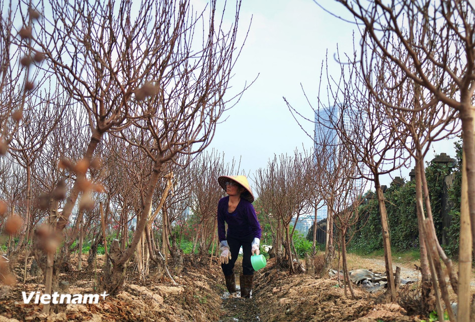 Người trồng đào tranh thủ kiểm tra từng gốc cây, từng nụ hoa để đánh giá khả năng “giữ đào” cho đến Tết. Với họ, kinh nghiệm nhiều năm là quan trọng, nhưng năm nay yếu tố quyết định vẫn nằm ở diễn biến thời tiết trong những ngày tới. (Ảnh: Nhật Minh/Vietnam+)