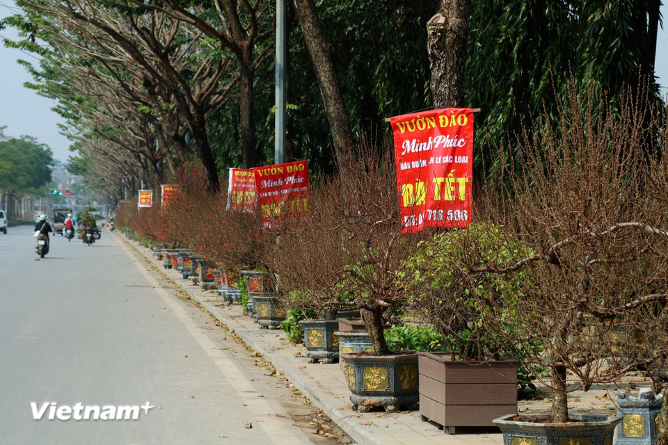 Nhiều gốc đào nở sớm được tung ra bán bên ngoài lề đường, phục vụ khách chơi trước Rằm tháng Chạp. (Ảnh: Nhật Minh/Vietnam+)