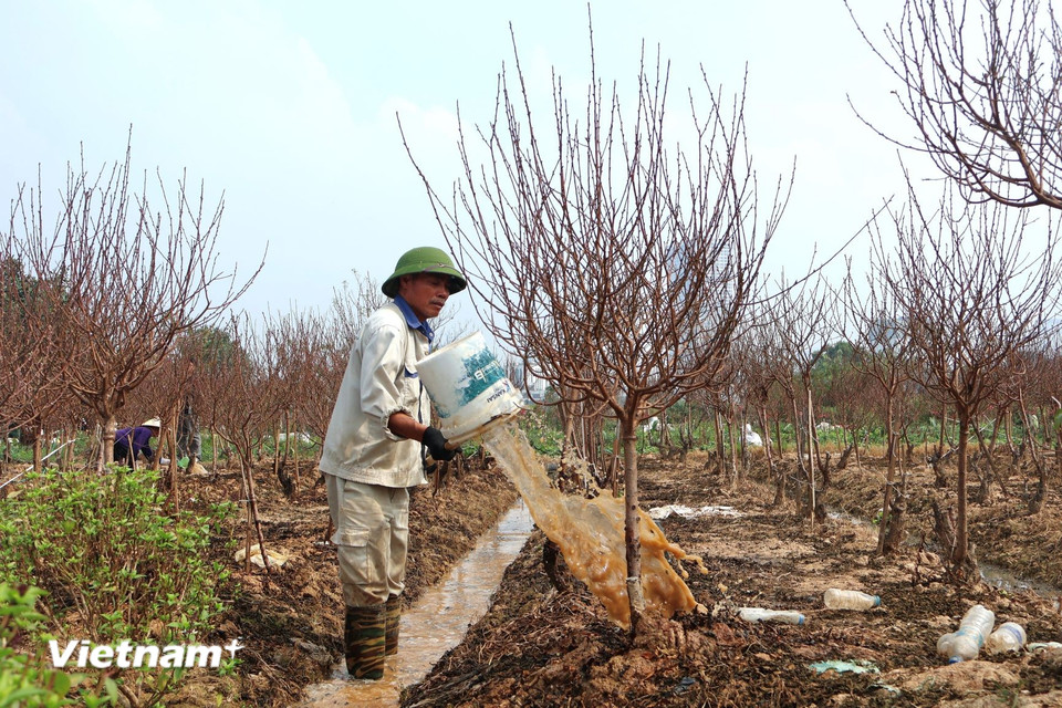 Một chủ vườn chăm sóc, che chắn và điều chỉnh nước tưới với hy vọng hoa có thể giữ được dáng và sắc đến đúng dịp Tết. (Ảnh: Nhật Minh/Vietnam+)