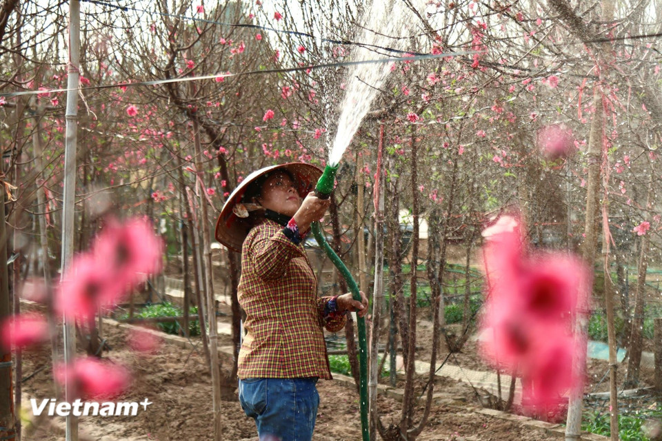 Song hành cùng không khí mua sắm là sự tất bật của các chủ vườn. Người tỉa tán, tưới cây, người cẩn thận buộc cành, che nụ để đào nở đúng dịp. (Ảnh: Nhật Minh/Vietnam+)