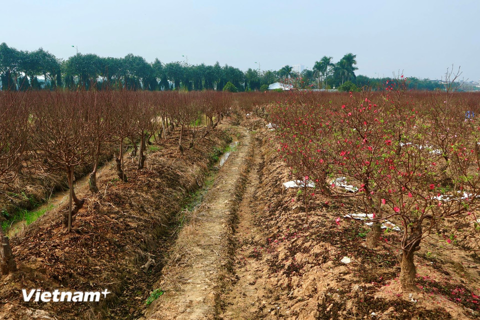 Một vườn đào tại làng đào Làng đào La Cả trên địa bàn phường Dương Nội đã tuốt hết lá, tơi gốc, chuẩn bị cho dịp Tết Nguyên đán. (Ảnh: Nhật Minh/Vietnam+)