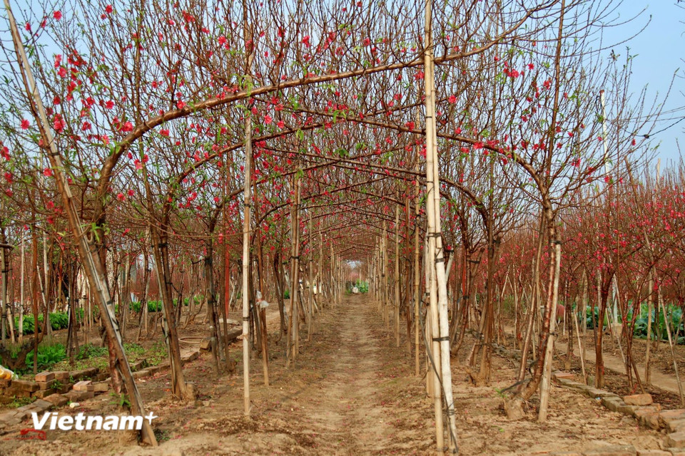 Ở đầu bên kia thành phố, cánh đồng đào Nhật Tân bước vào thời điểm sôi động nhất trong năm. Sắc hồng của đào bung nụ mang đến cảm giác mùa xuân đã chạm ngõ Thủ đô. (Ảnh: Nhật Minh/Vietnam+)