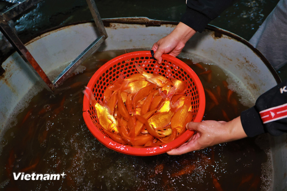 "Năm nay do thời tiết ấm nên sản lượng cá dồi dào, đáp ứng nhu cầu phục vụ cho người dân dịp lễ này," anh Sang nói. (Ảnh: Minh Hiếu/Vietnam+)