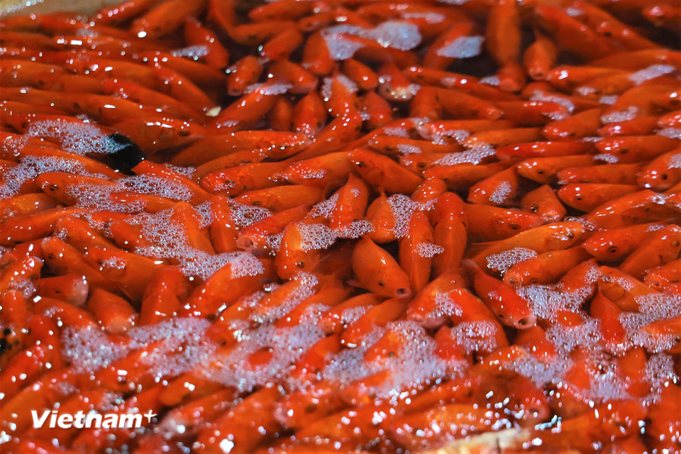 Theo kinh nghiệm chọn cá của các tiểu thương, cá chép vàng thường bơi khoẻ, lặn sâu, đuôi cá dài và mắt phải sáng, không bị trầy xước. không bị trầy xước. Để biết cá có khoẻ hay không nên kiểm tra phần mang của cá, mang đỏ tươi là cá khoẻ mạnh, mang đỏ thâm là cá đã yếu. (Ảnh: Minh Hiếu/Vietnam+)