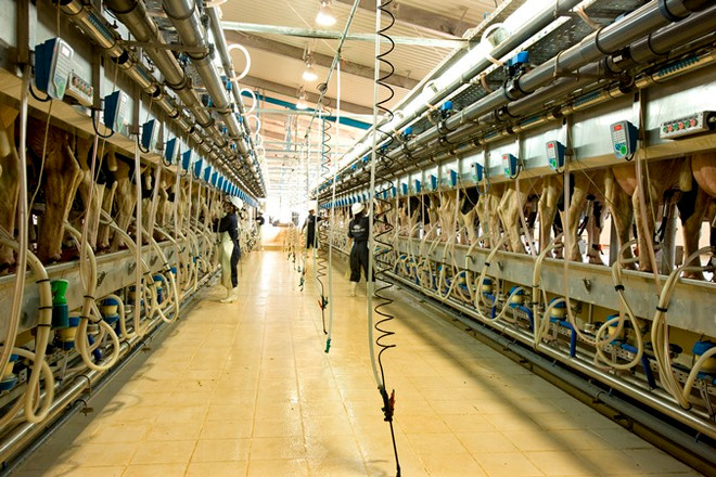 Nhập khẩu 1.800 con bò Mỹ, Tập đoàn TH “nâng hạng” đàn bò Việt Nam ảnh 4