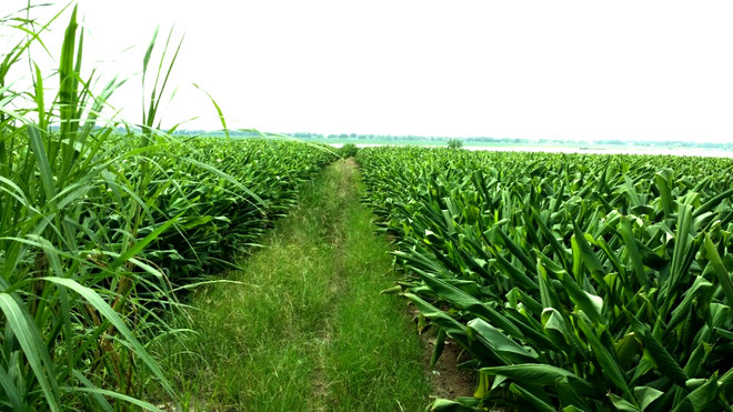 Nghệ vàng: Bài thuốc dân gian chữa bách bệnh của người Việt ảnh 1