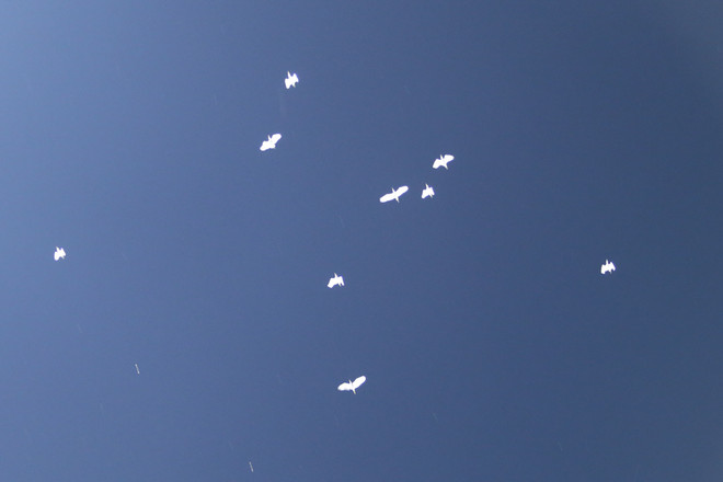 Nụ hôn chiến thắng của Tuấn Anh và bồ câu trắng trên nền trời Mỹ Đình ảnh 5