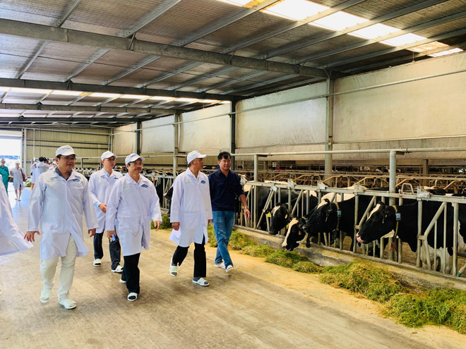 Ông Phùng Đức Tiến - Thứ trưởng Bộ Nông nghiệp và Phát triển Nông thôn, ông Phạm Văn Đông – Cục trưởng Cục Thú y và đoàn công tác tham quan “Resort” bò sữa đạt chuẩn Global G.A.P của Vinamilk tại Tây Ninh. (Ảnh: CTV) 'Resort' bò sữa Tây Ninh: Hạt nhân xây dựng vùng chăn nuôi bò an toàn ảnh 2