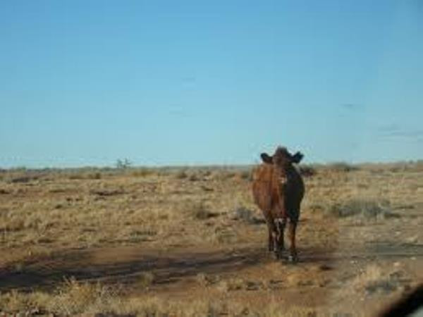 Mexico tích cực chống hiện tượng sa mạc hóa lãnh thổ ảnh 1
