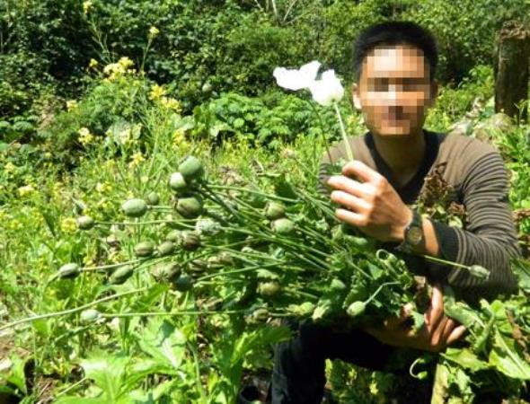 Maroc là nước sản xuất nhựa cần sa lớn nhất châu Phi ảnh 1