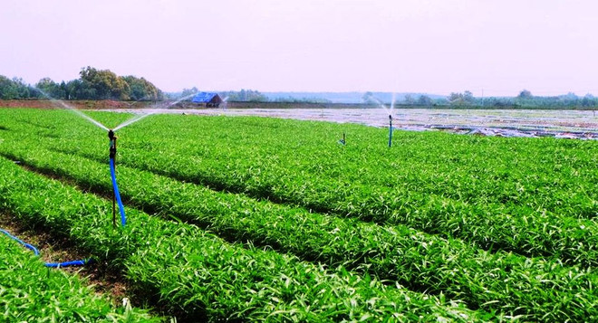 Rau an toàn của VinEco được sản xuất theo công nghệ cơ giới hóa và tự động hóa trên cánh đồng mẫu lớn của Nhật Bản trên các nông trường tại Tam Đảo (Vĩnh Phúc), Củ Chi (TP HCM) và Long Thành (Đồng Nai). Vinmart, Vinmart+ phân phối mẻ rau sạch đầu tiên của Vingroup ảnh 1