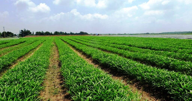 Dự kiến từ nay tới cuối năm 2015, VinEco sẽ cung ứng cho thị trường khoảng gần 4.000 tấn rau sạch đạt chuẩn VietGAP và GlobalGAP Vinmart, Vinmart+ phân phối mẻ rau sạch đầu tiên của Vingroup ảnh 3