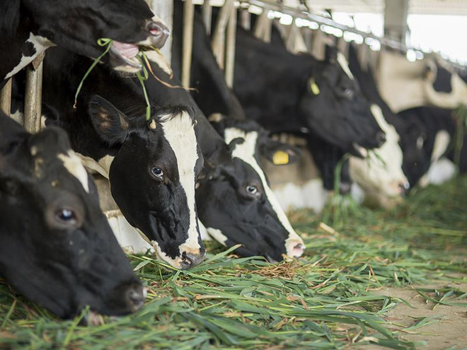 6 thập kỷ từ 'người tiên phong' đến 'chuyên gia bò sữa' của Mộc Châu ảnh 2