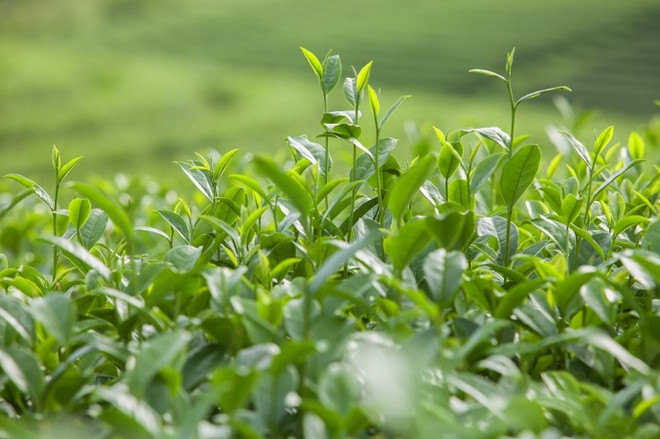 TH true Milk tiết lộ lý do làm kem hoàn toàn từ sữa tươi nguyên chất ảnh 4