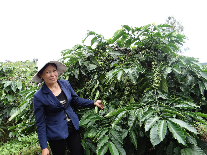 Đưa Việt Nam trở thành tham chiếu cho càphê Robusta thế giới ảnh 3