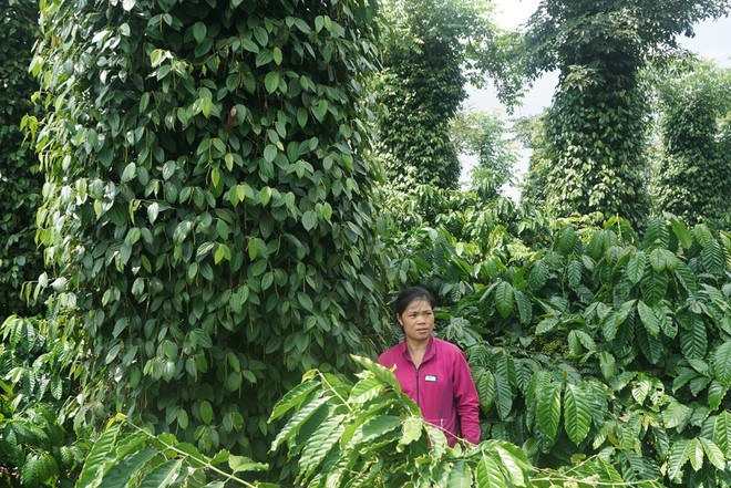 Đưa Việt Nam trở thành tham chiếu cho càphê Robusta thế giới ảnh 1