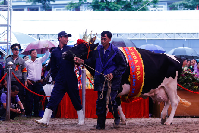 [Photo] Tưng bừng cuộc thi Hoa hậu bò sữa Mộc Châu 2016 ảnh 7