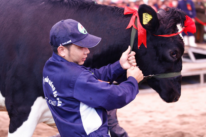 [Photo] Tưng bừng cuộc thi Hoa hậu bò sữa Mộc Châu 2016 ảnh 6